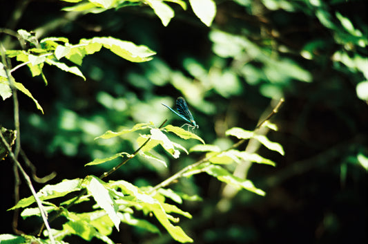 ODONATA