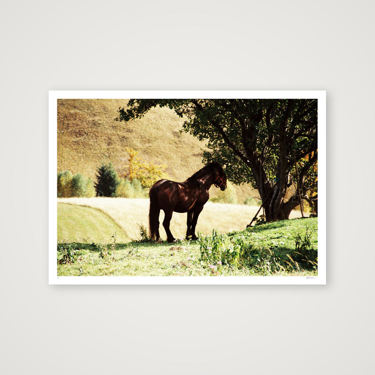 STEADY SUMMER — 100×70cm, 39×28" Print only