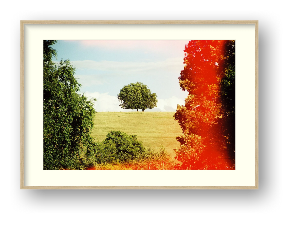 ROOT DEEP — framed