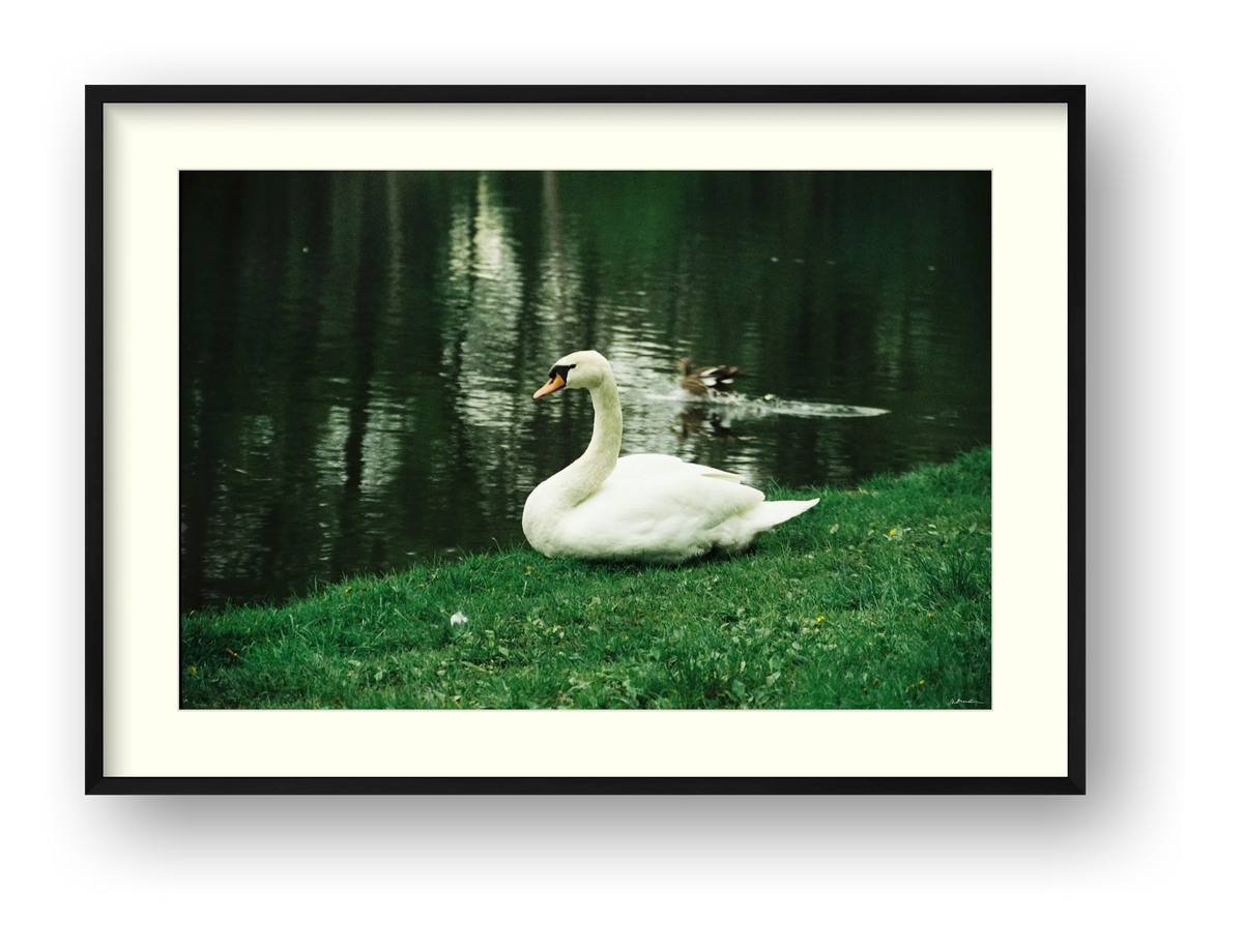 NATURE SPEAKS — framed