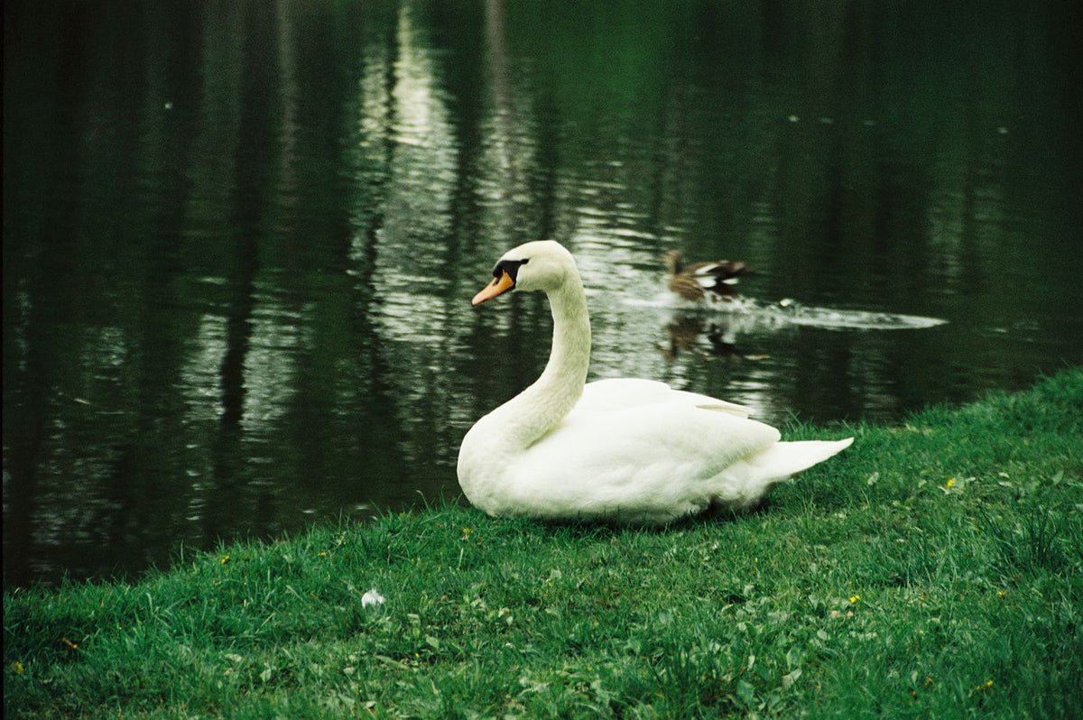 NATURE SPEAKS