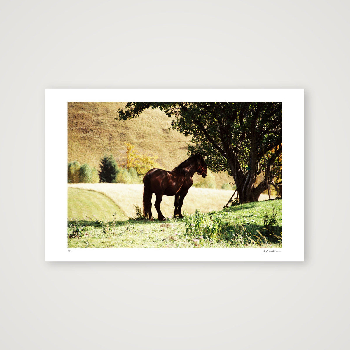 STEADY SUMMER — 45×30cm, 18×12" Print only