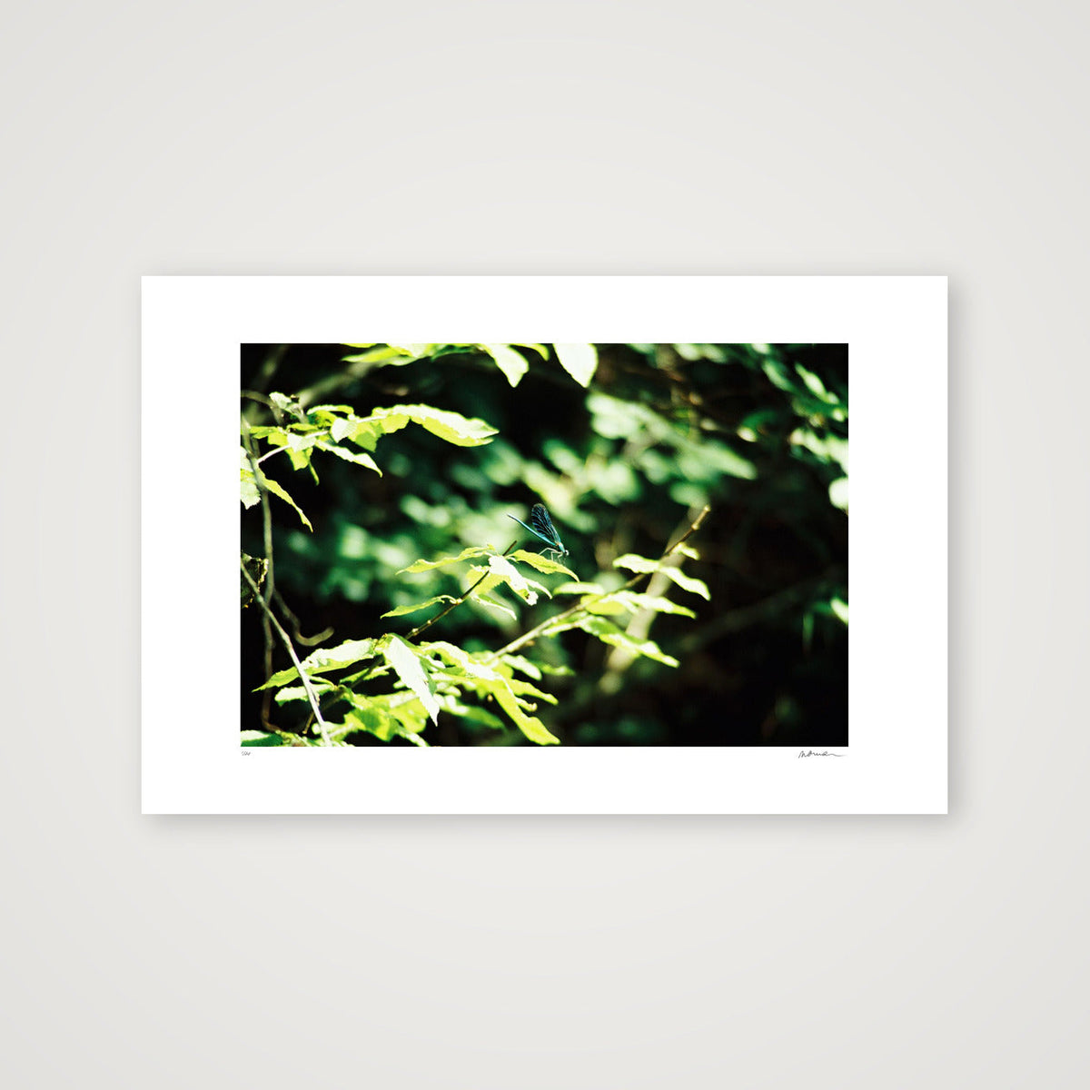 ODONATA — 60×40cm, 24×16" Print only
