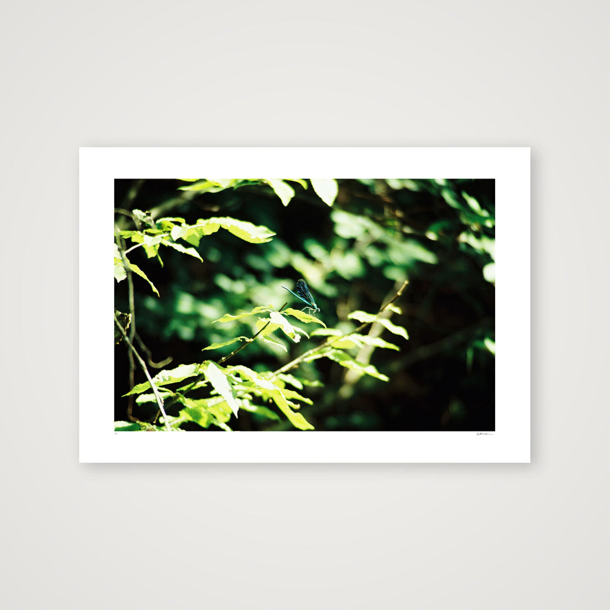 ODONATA — 100×70cm, 39×28" Print only