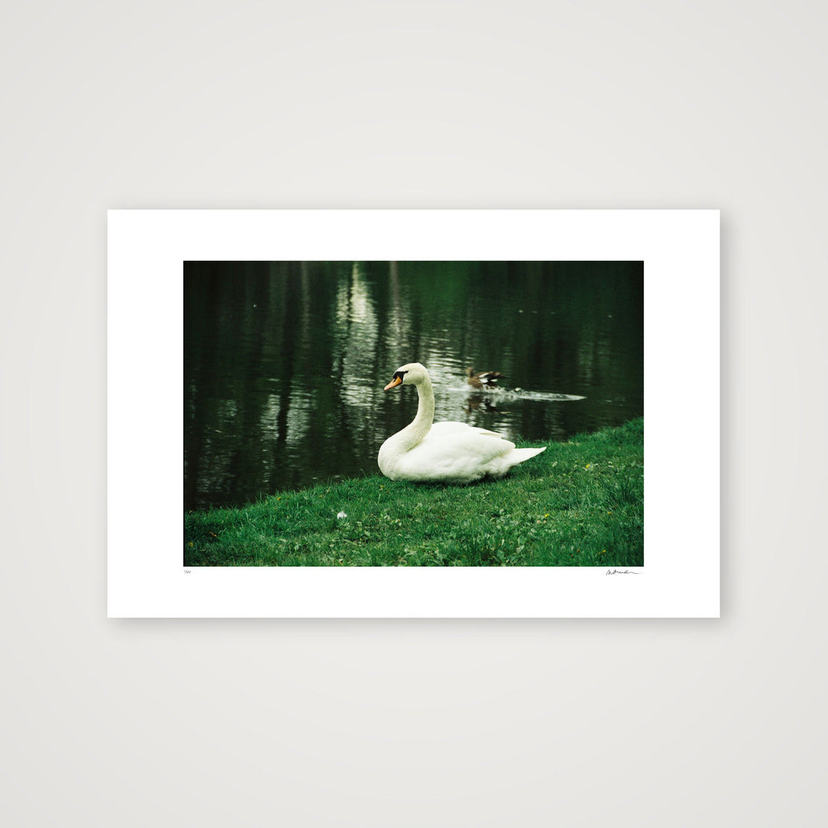 NATURE SPEAKS — 60×40cm, 24×16" Print only