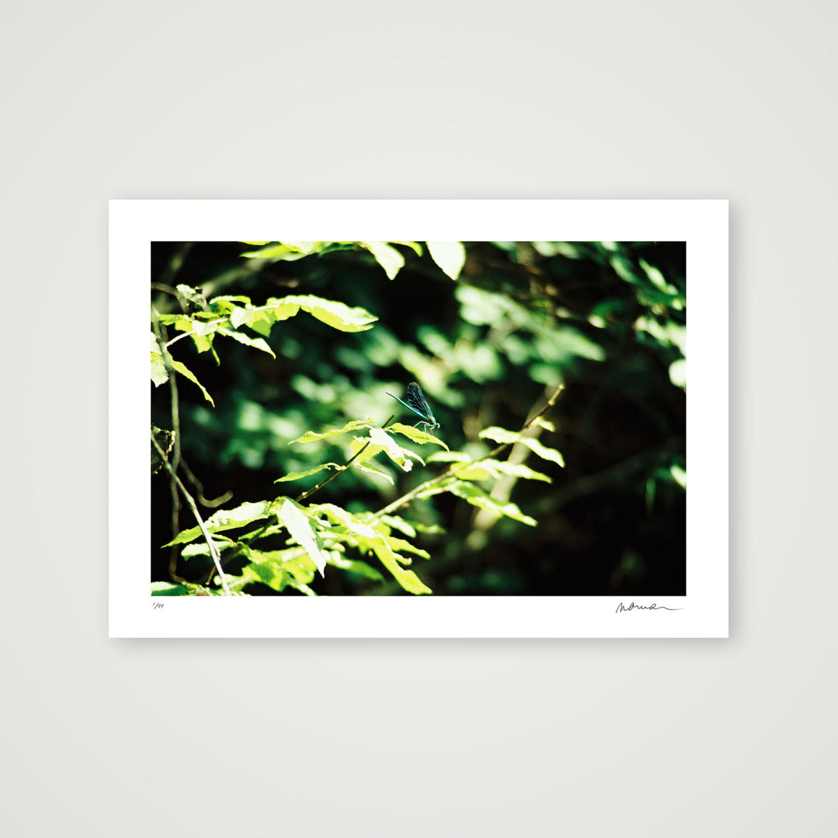 ODONATA — A4 (30×21cm, 12×8") Print only