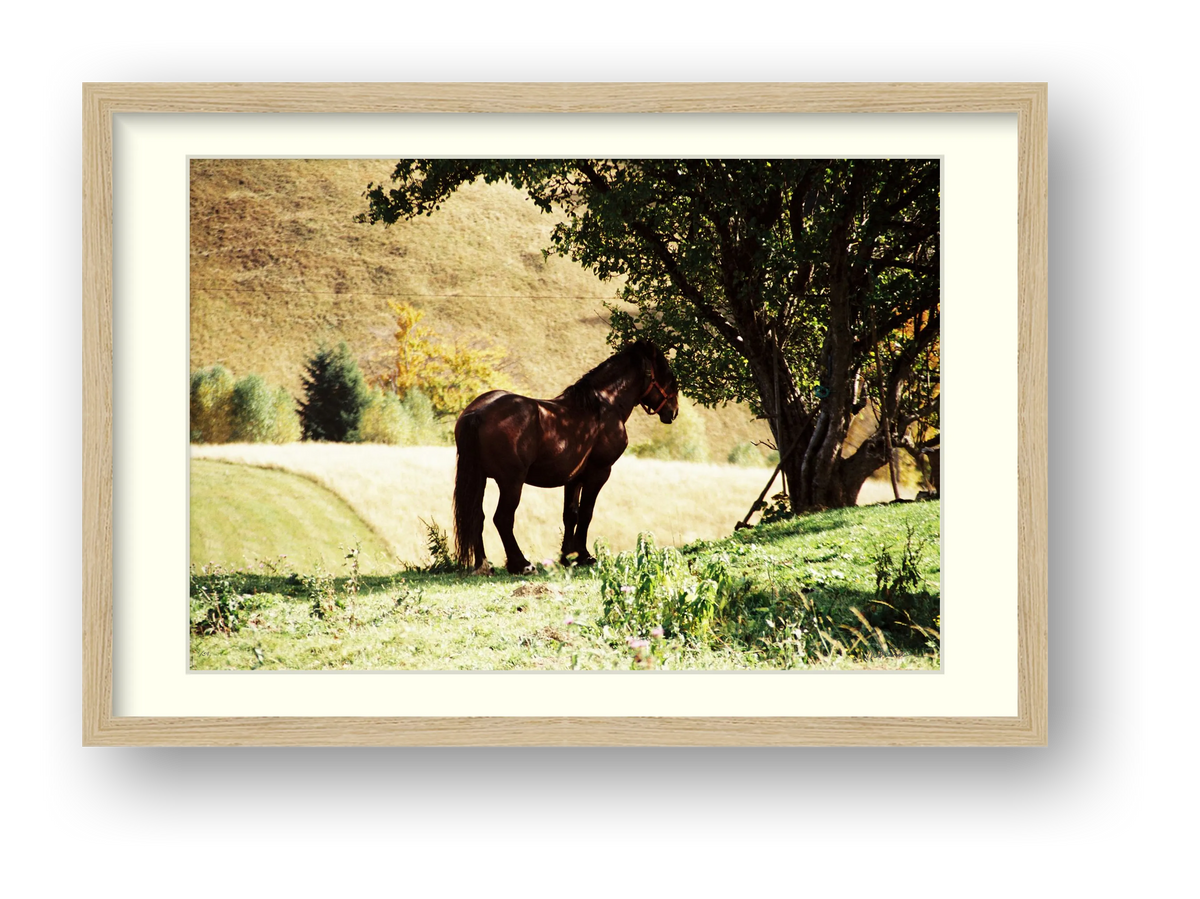 STEADY SUMMER — framed