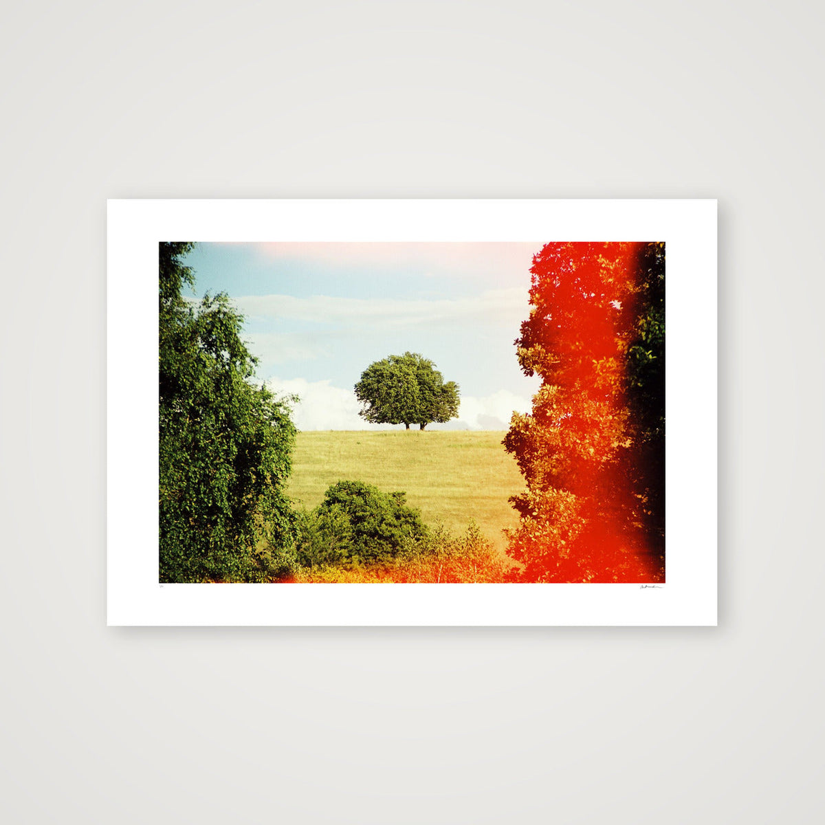 ROOT DEEP — 100×70cm, 39×28" Print only