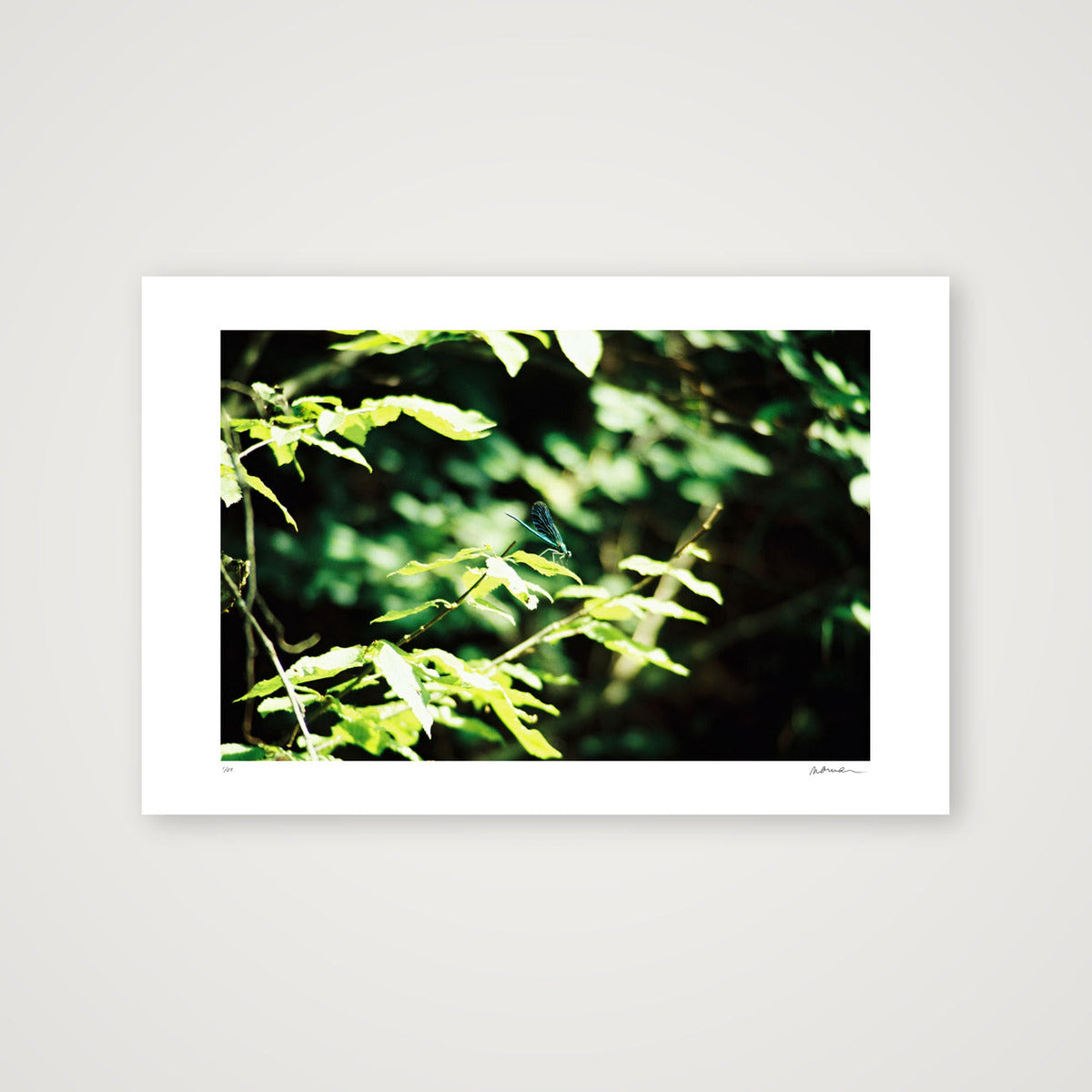 ODONATA — 45×30cm, 18×12" Print only