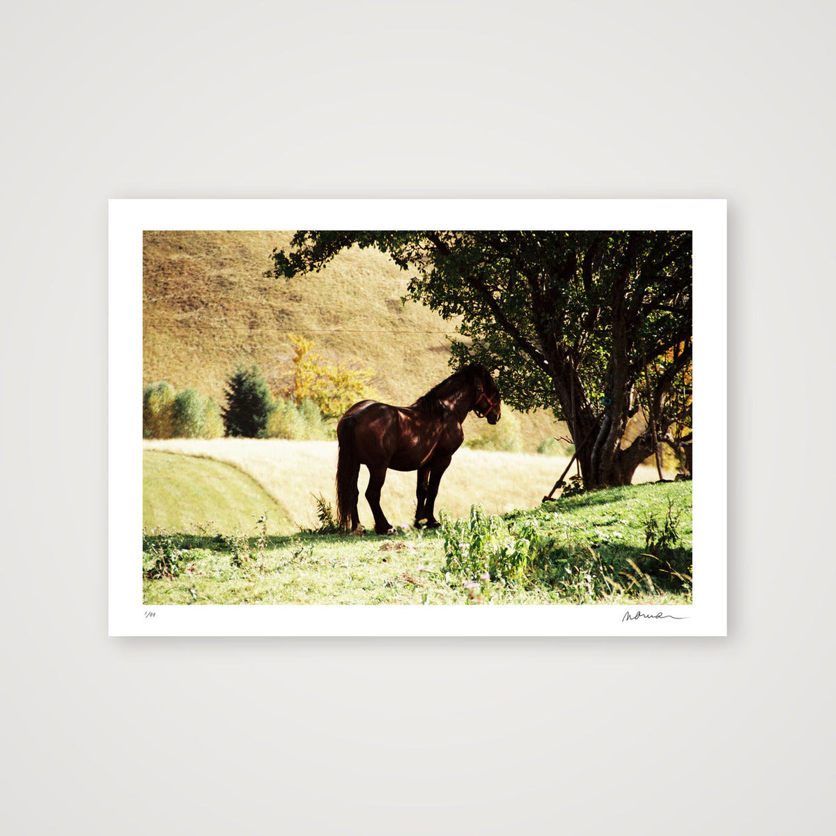 STEADY SUMMER — A4 (30×21cm, 12×8") Print only