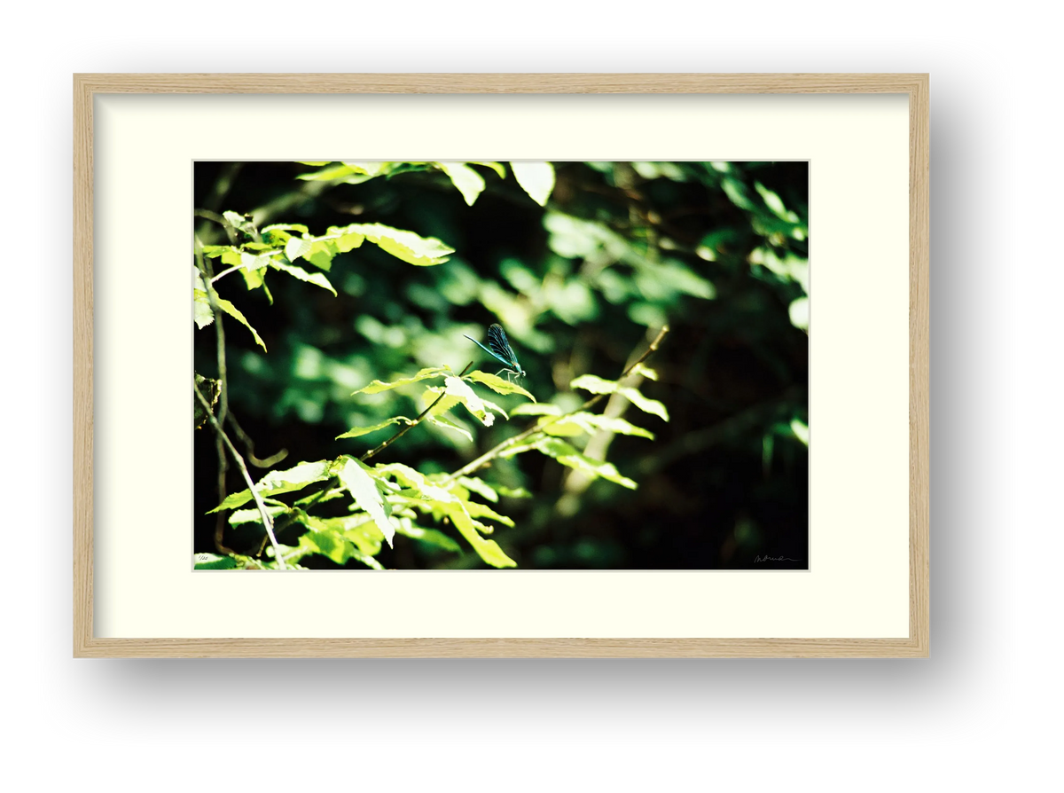 ODONATA — framed